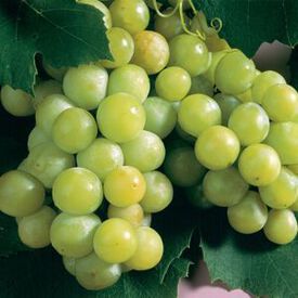 Niagara, Grape Plants