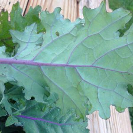 Red Russian, Kale Seed Seed - Packet image number null