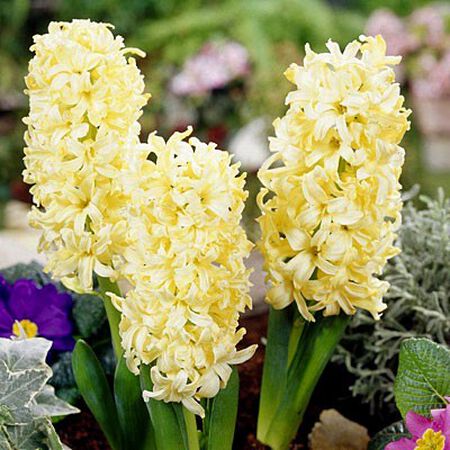 Gypsy Princess, Cut Flowers image number null