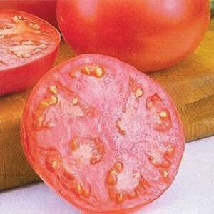 Tomato seeds Oblong Pink Pink Salad seals Seed Tomate
