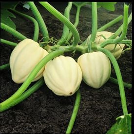 Cream of the Crop, Squash Seeds