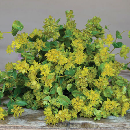 Griffiti, Bupleurum Seeds - 1,000 Seeds image number null