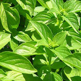 Lemon, Basil Seeds