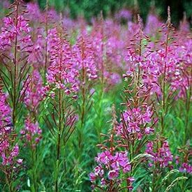 Fireweed, Epilobium Seeds