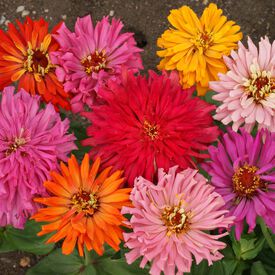 Cactus Flowered Mix, Zinnia Seeds