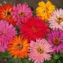 Cactus Flowered Mix, Zinnia Seeds - Packet thumbnail number null