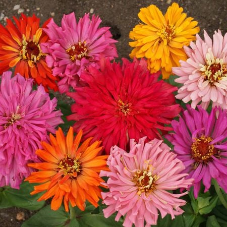 Cactus Flowered Mix, Zinnia Seeds - Packet image number null