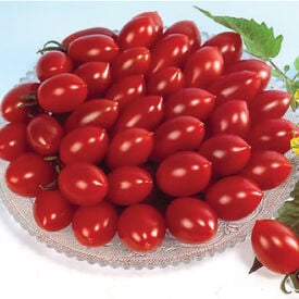 Sugary, (F1) Tomato Seeds