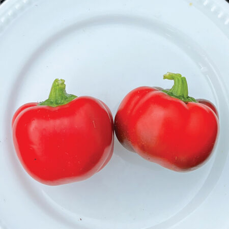 Pimento, Pepper Seeds - Packet image number null