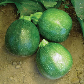 Round, Zucchini Seeds