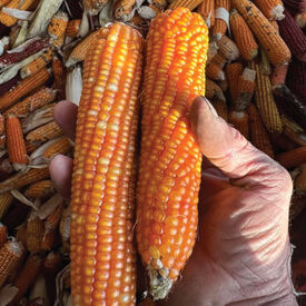 Argentina Orange Creole Flint, Corn Seed