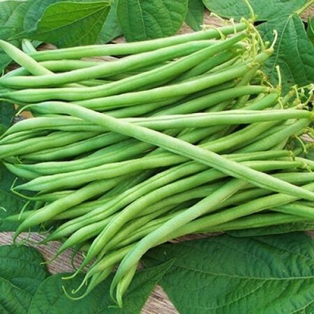 Landreth Stringless, Bean Seeds image number null