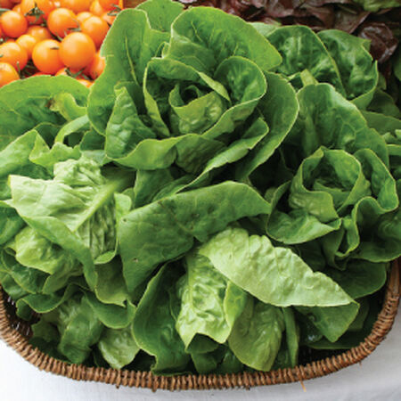 Little Gem, Lettuce Seeds - Packet image number null
