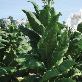 Virginia Gold, Tobacco Seed