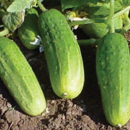 Pioneer, (F1) Cucumber Seeds image number null