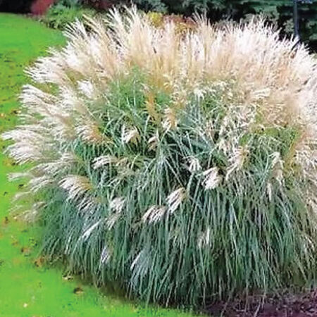 Early Hybrid, Miscanthus - 5,000 Seeds image number null