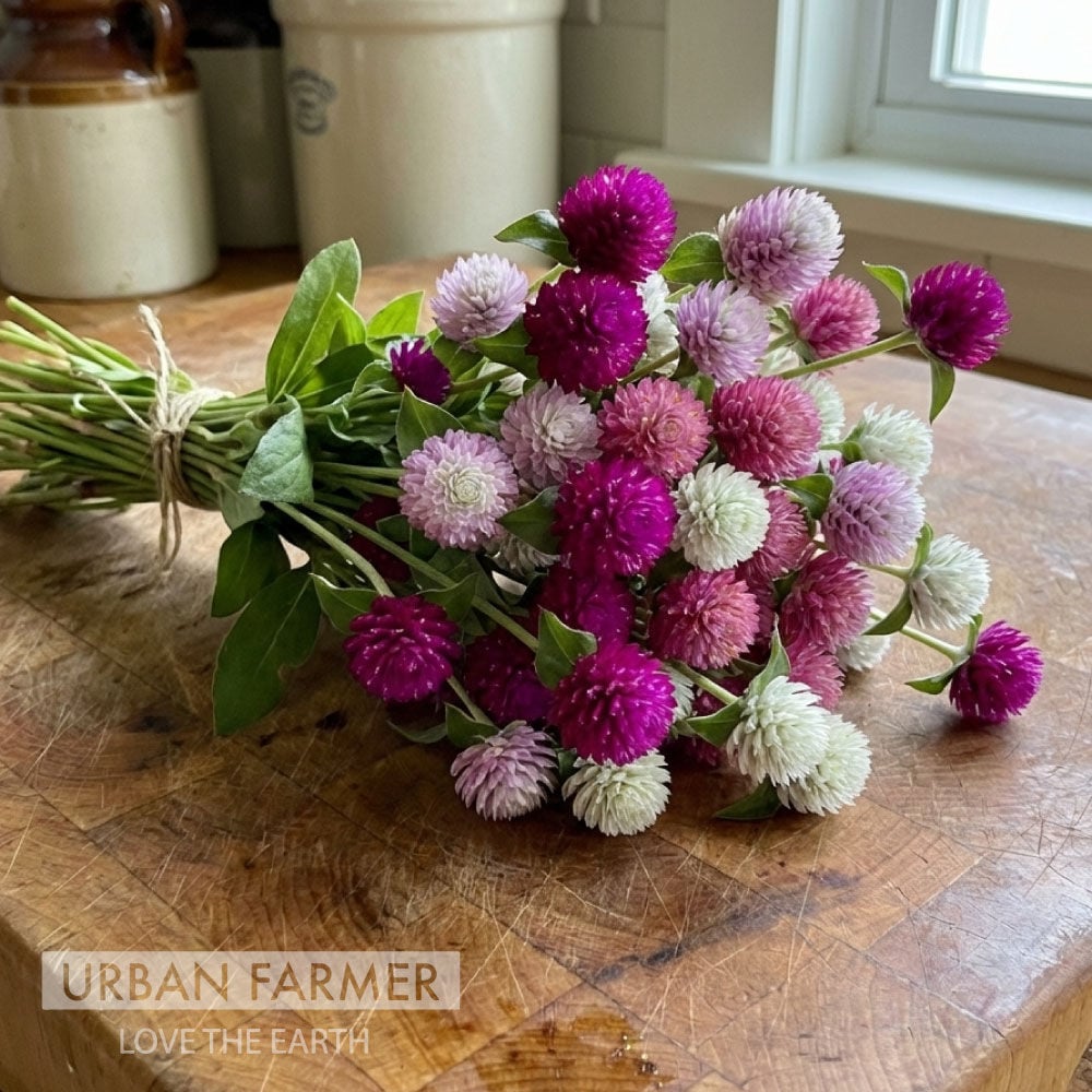 Urban Farmer QIS Mix Gomphrena