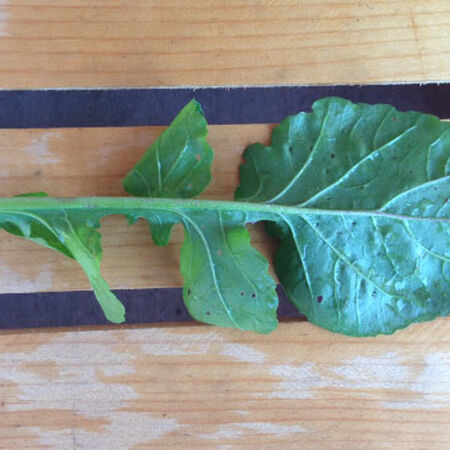 ARUGULA ROQUETTE SEEDS – Country Creek LLC