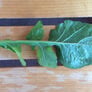 Roquette Arugula Seeds, Greens - Packet thumbnail number null