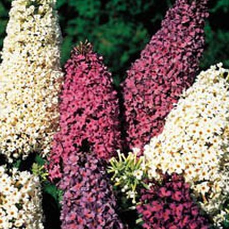 Davidii Mix, Buddleja - Packet image number null