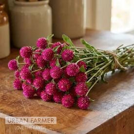 QIS Carmine, Gomphrena Seeds