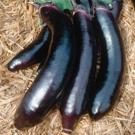 Orient Express, (F1) Eggplant Seeds