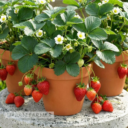 Beltran, (F1) Strawberry Seeds - Packet image number null
