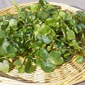 True Watercress, Cress Seed