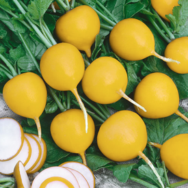 Golden Helios, Radish Seeds