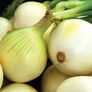 Snowball White, Onion Sets - 1 Pound thumbnail number null