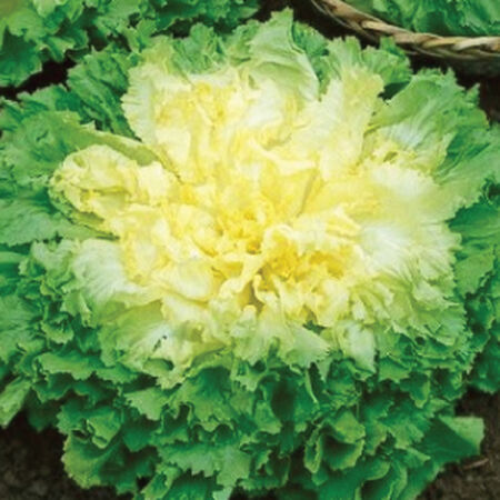 Broadleaf Batavian Endive, Chicory - 1 Pound image number null