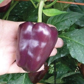 Purple Petite Bell, (F1) Pepper Seeds