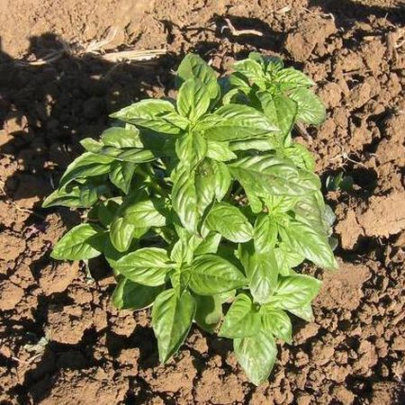 Sweet High Oil, Organic Basil Seeds - Packet image number null
