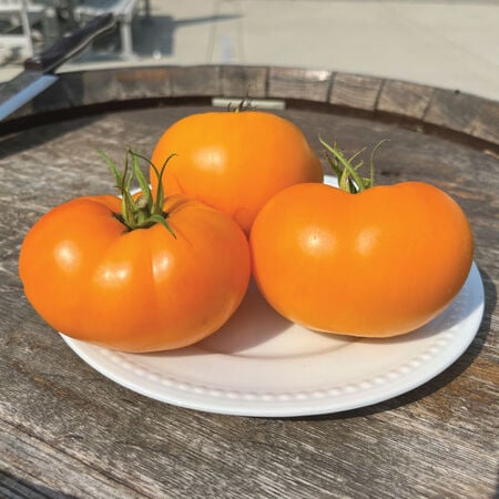 Yellow Brandywine, Tomato Seeds - Packet image number null