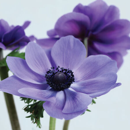 Gemstone Blue, (F1) Anemone Seed - Packet image number null