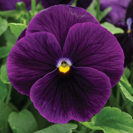 Clear Purple Spring Grandio, (F1) Pansy Seeds - Packet image number null