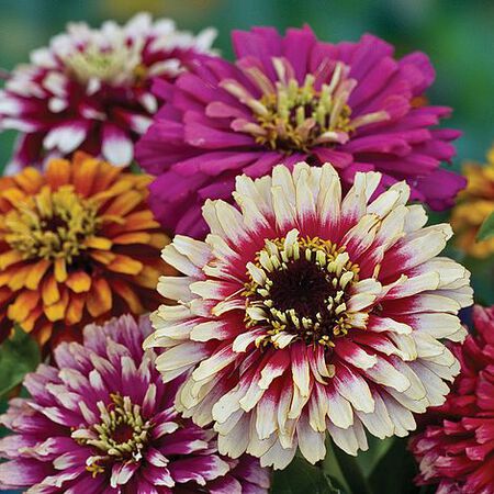 Whirligig, Zinnia Seeds - 50 Seeds image number null