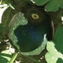 Bush Sugar Baby, Organic Watermelon Seeds - Packet thumbnail number null