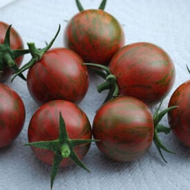 Purple Bumble Bee, Organic Tomato Seeds