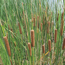 Slender Reed Mace, Typha