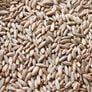 Elbon Rye, Grains - 1 Pound thumbnail number null