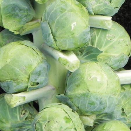 Gustus, Brussels Sprout Seeds - Packet image number null