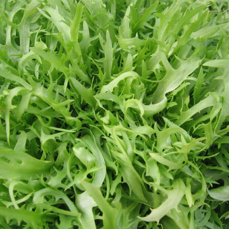 Frisee Endive, Chicory - Packet image number null