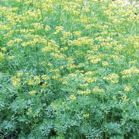 Common, Rue Seed