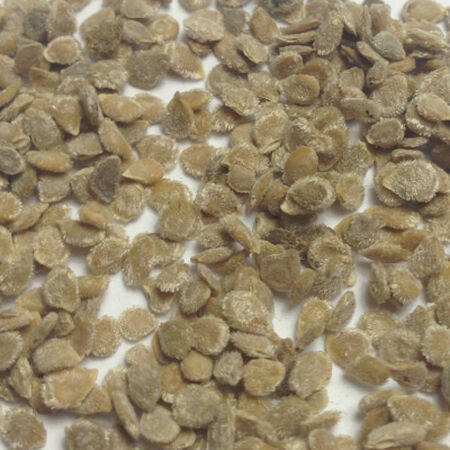 Trip-L-Crop, Tomato Seeds - Packet image number null
