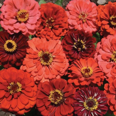 Berry Tart Mix, Zinnia Seeds - Packet image number null