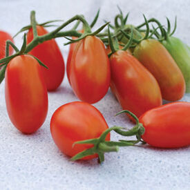 Baby Roma, Organic Tomato Seeds