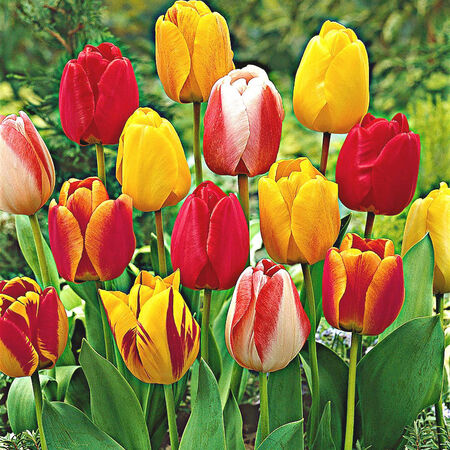 Darwin Hybrid Mix, Tulip Bulbs - 500 Bulbs image number null