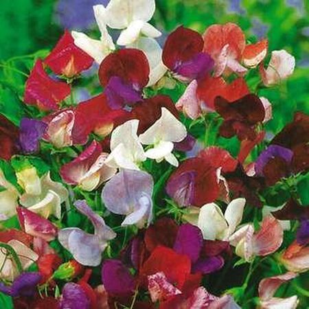 Old Spice, Sweet Pea Seeds image number null