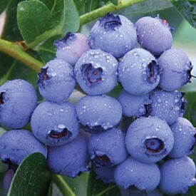 Bluecrop, Blueberry Plant